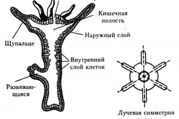 Услуги даркнета